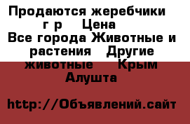 Продаются жеребчики 14,15 16 г.р  › Цена ­ 177 000 - Все города Животные и растения » Другие животные   . Крым,Алушта